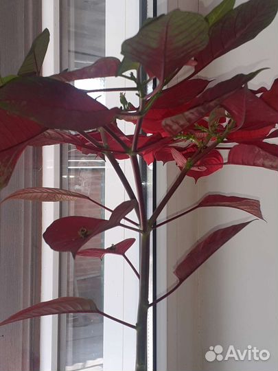 Пуансетия рождественская звезда