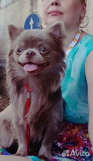 Чихуахуа для вязки