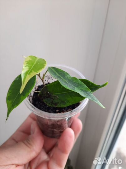 Фикус Анастасия