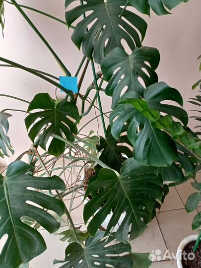 Комнатные растения цветы