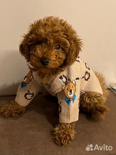 Одежда для собак