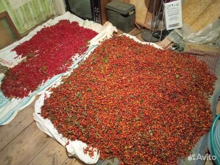 Шиповник сушеный