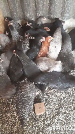 Курица несушка