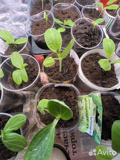 Рассада огурцов кабачков