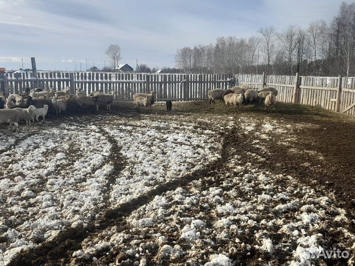 Курдючные бараны жирохвостые оптом и в розницу