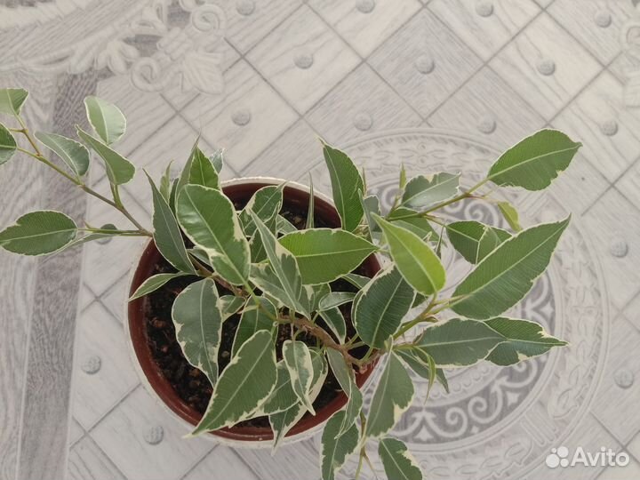 Фикус бенджамин, Нина, в керамике