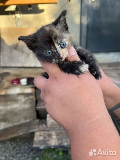 Отдам котенка девочку в добрые руки