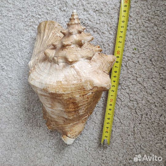 Ракушка морская большая