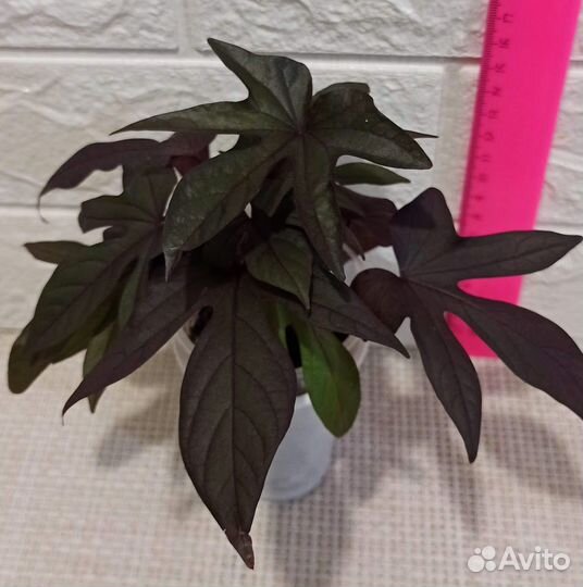 Комнатные растения разные