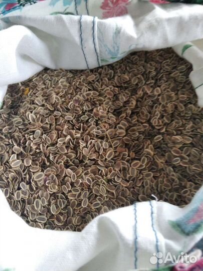 Семя укропа