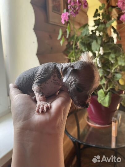 Мексиканская голая собака/ Ксолоитцкуинтли