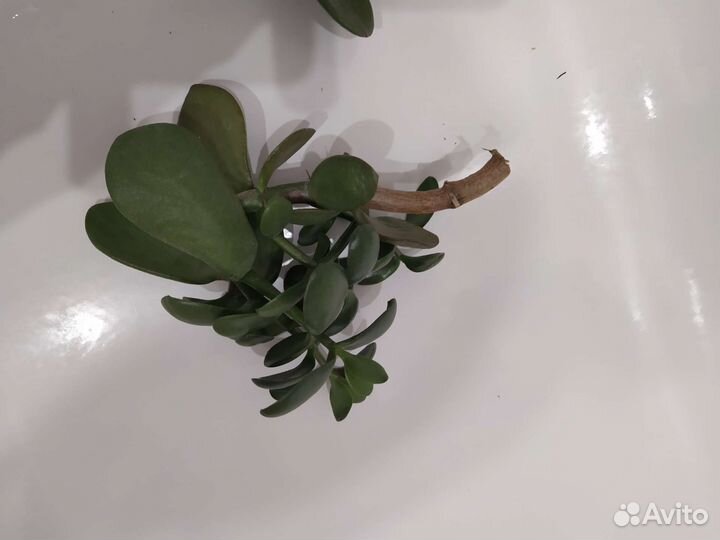 Толстянка отростки