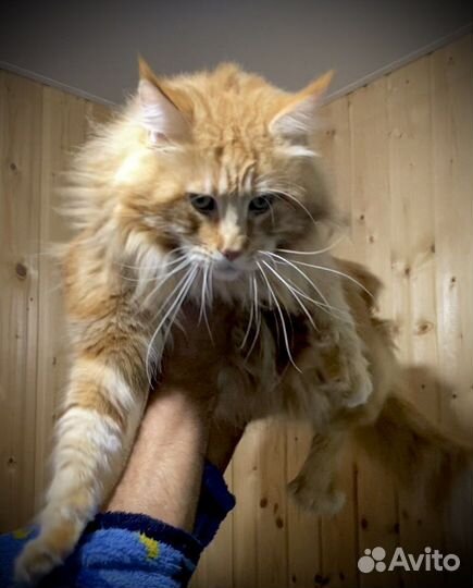 Мейн-Кун Вязка