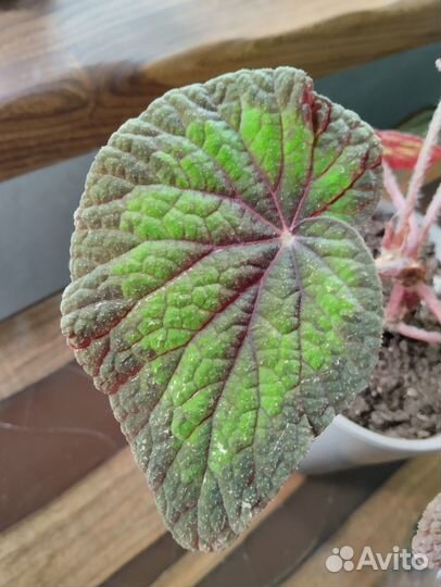 Бегония декоративно лиственная