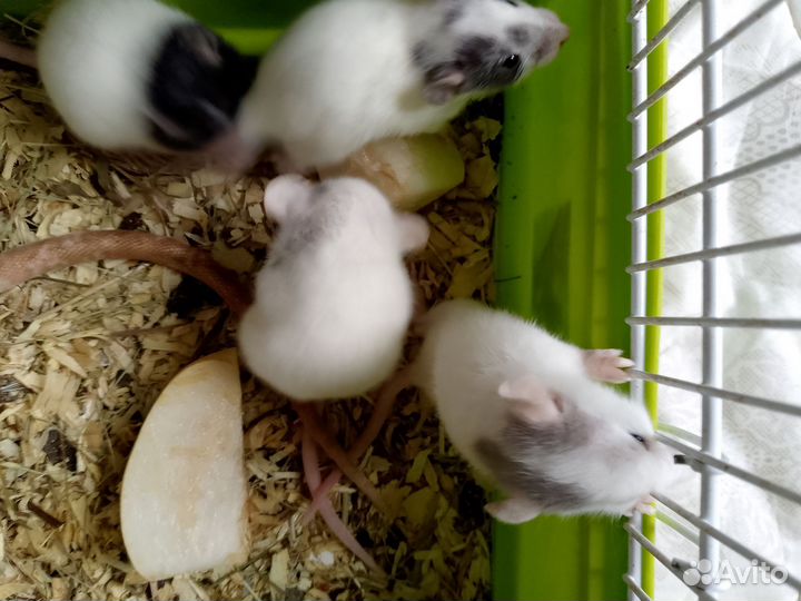 Крысята дамбо