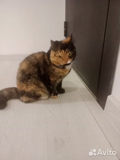 Кошка в дар
