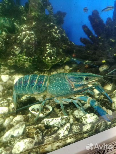 Австралийский красноклешневый рак