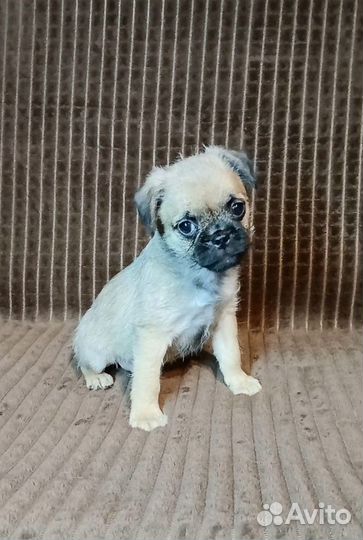 Термопсики. Дети любви