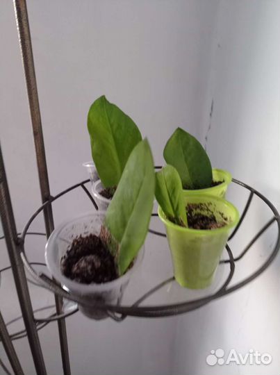 Замиокулькас