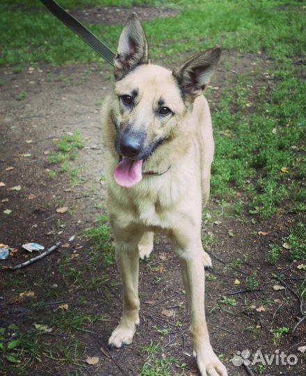 Амур ищет дом