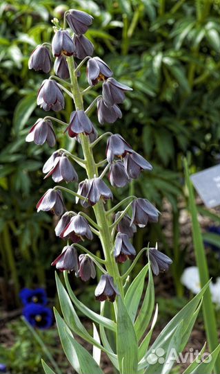 Луковичные для сада