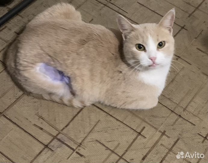 Лиска ищет дом