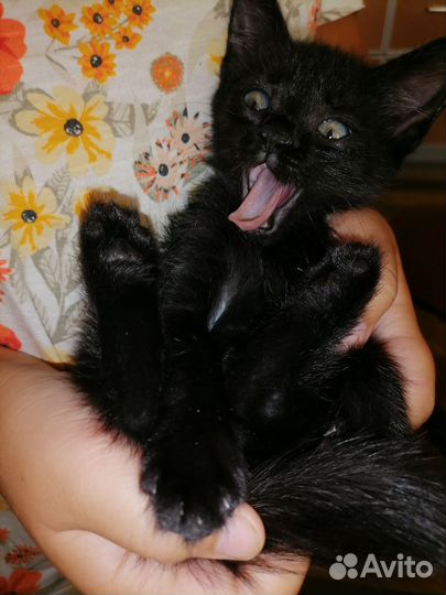 Отдам в добрые руки