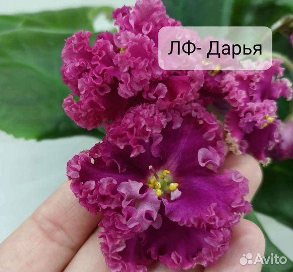 Фиалка. Детки