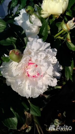 Пионы корневища