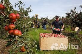 Разнорабочие /сбор яблок/Вахта в Липецк