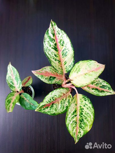 Аглаонема Lucky pink (домашняя детка)