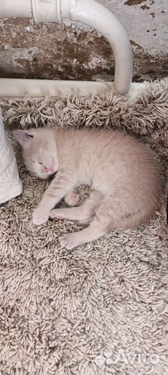 Котенок пушистый бежевый