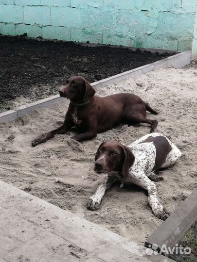 Курцхаар в добрые руки