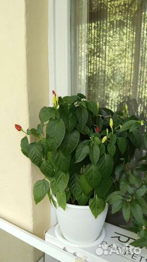 Комнатный перчик