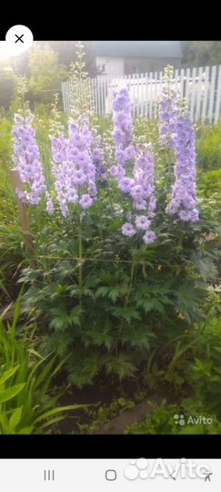 Многолетники для сада