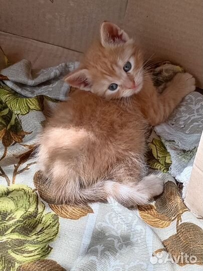 Кошка котёнок