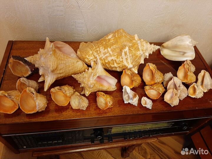 Раковины и ракушки