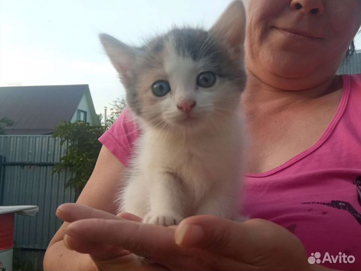 Кошки в добрые руки бесплатно