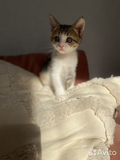 Кошки в добрые руки даром