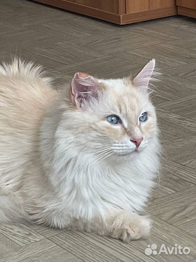 Кот - компаньон в дар