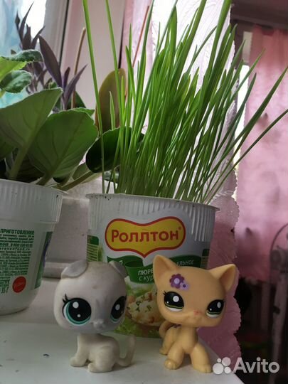 Трава для кошек