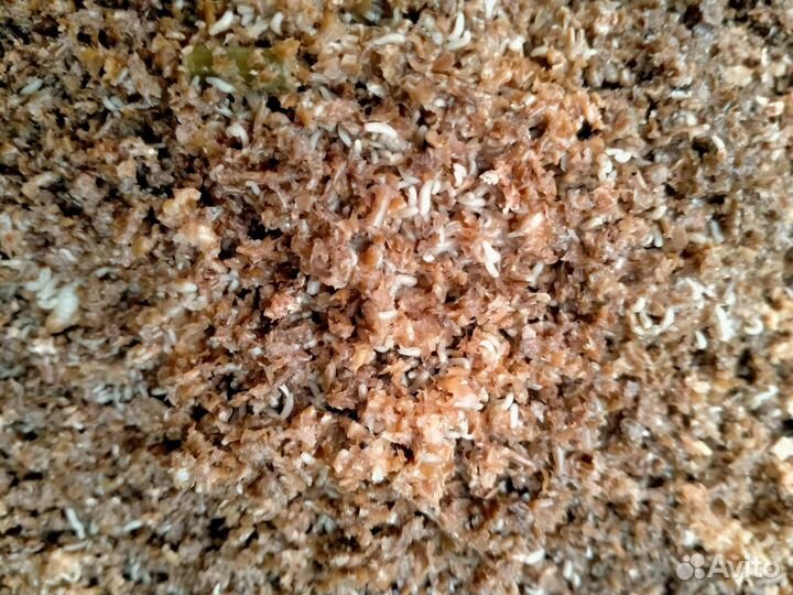 Чёрная Львинка предкуколка