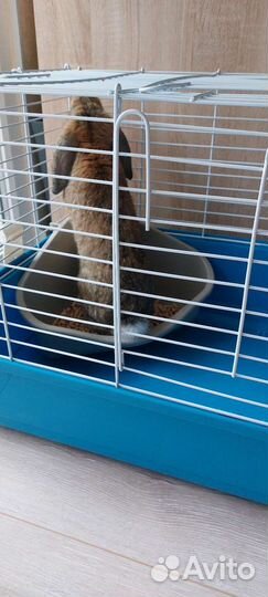 Кролик вислоухий