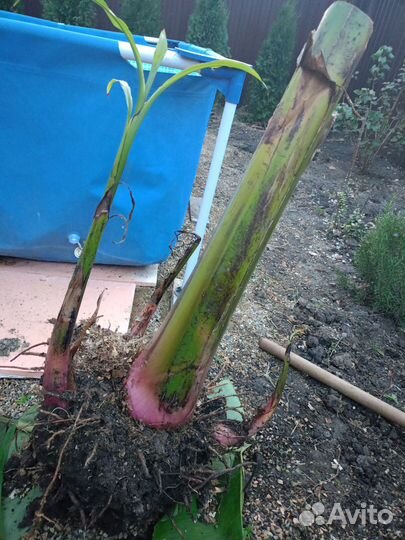 Корень банана