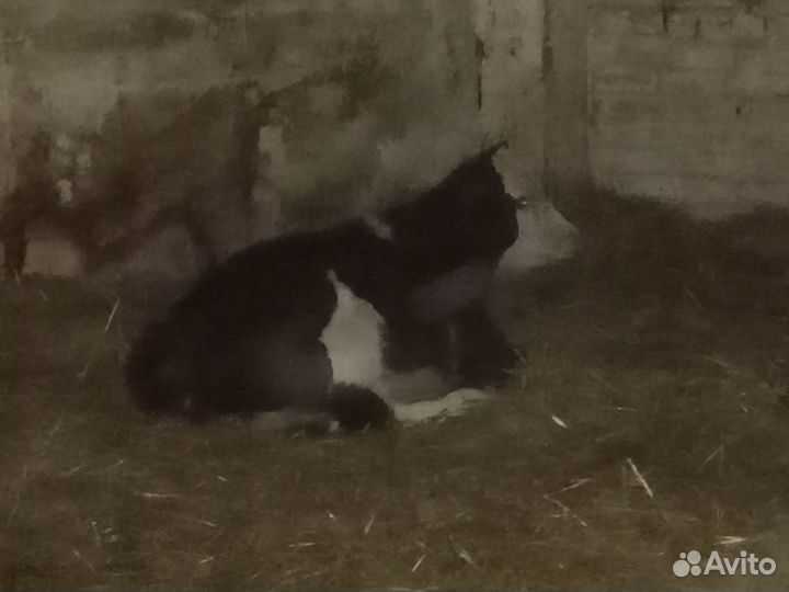 Телочки от домашних коров