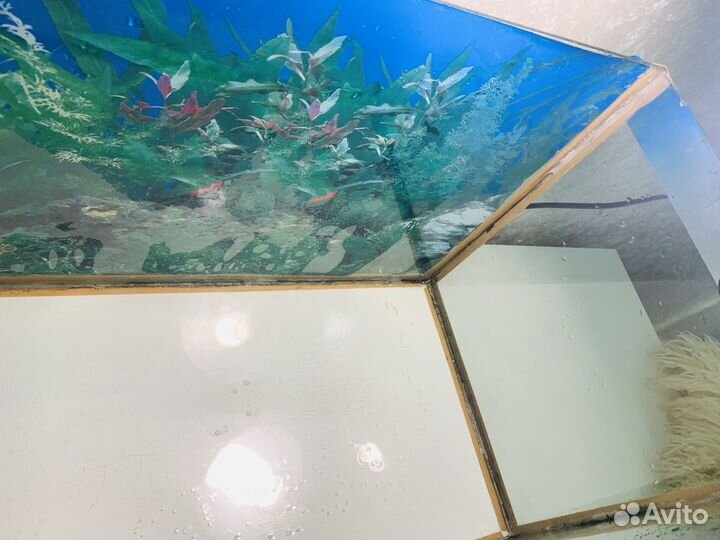 Аквариум 80*33*37, террариум