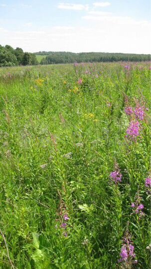 Дача 60 м² на участке 30 сот.