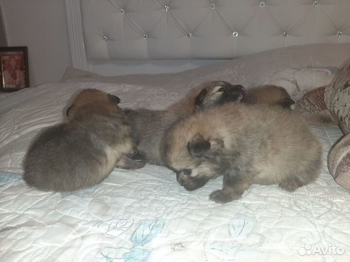 Щенки шпица