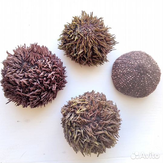 Панцирь морского ежа 8-9 см для декора