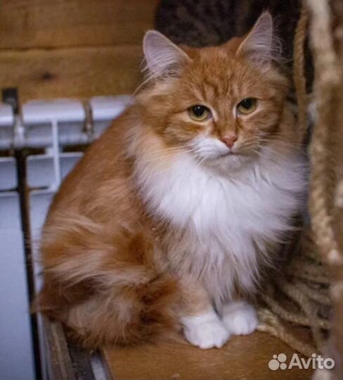 Рыжая кошка бесплатно